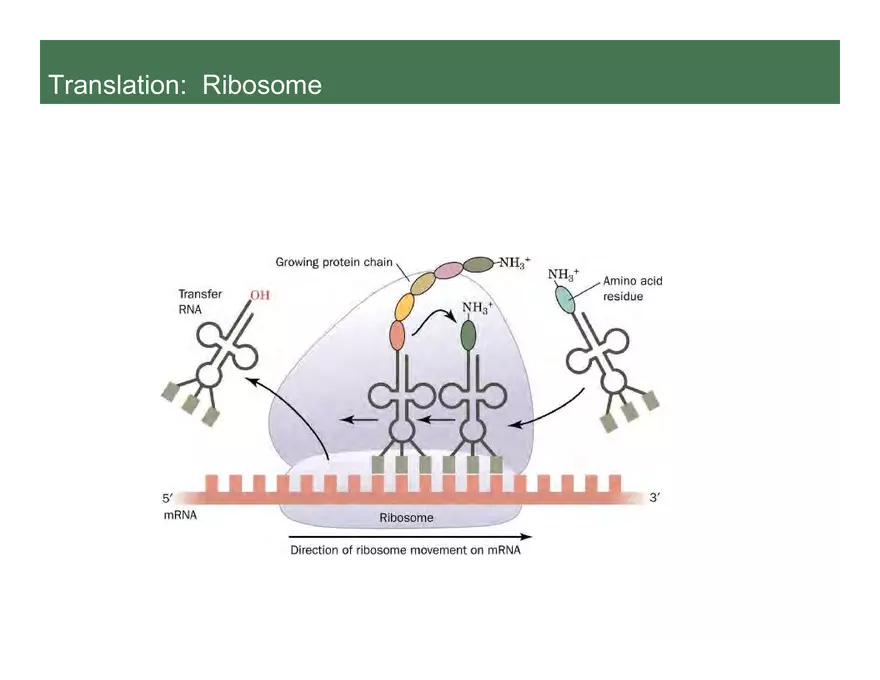 Nucleotide and Nucleic Acid Structure Lecture Note - Transcription - Page 10