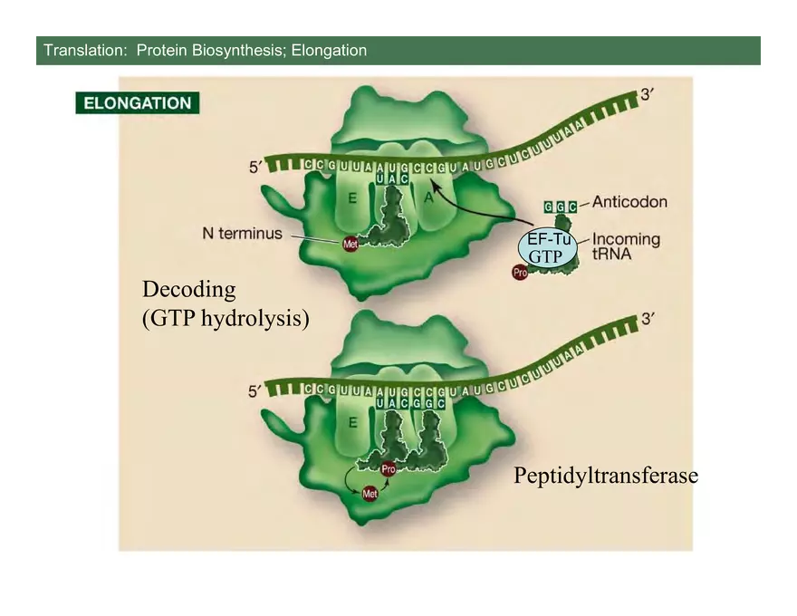 Nucleotide and Nucleic Acid Structure Lecture Note - Transcription - Page 11