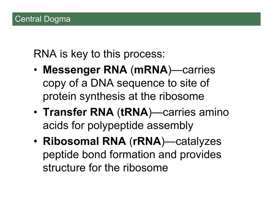 Nucleotide and Nucleic Acid Structure Lecture Note - Transcription - Page 13