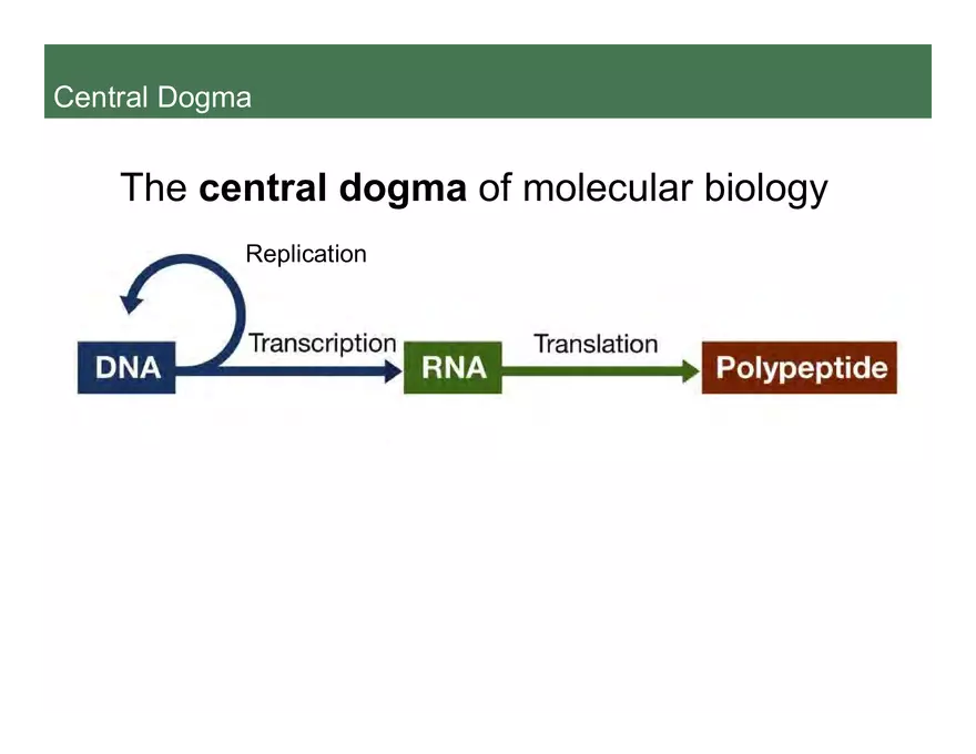 Nucleotide and Nucleic Acid Structure Lecture Note - Transcription - Page 14