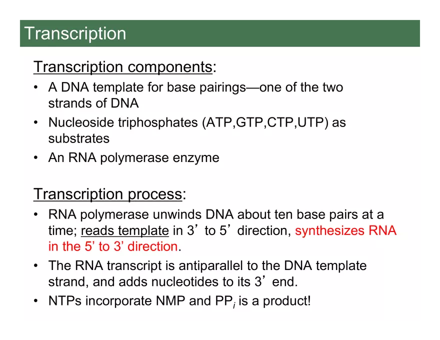 Nucleotide and Nucleic Acid Structure Lecture Note - Transcription - Page 15