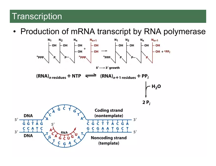 Nucleotide and Nucleic Acid Structure Lecture Note - Transcription - Page 16