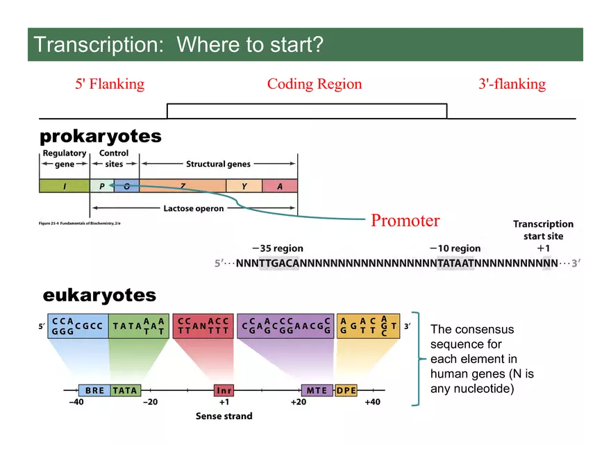 Nucleotide and Nucleic Acid Structure Lecture Note - Transcription - Page 17