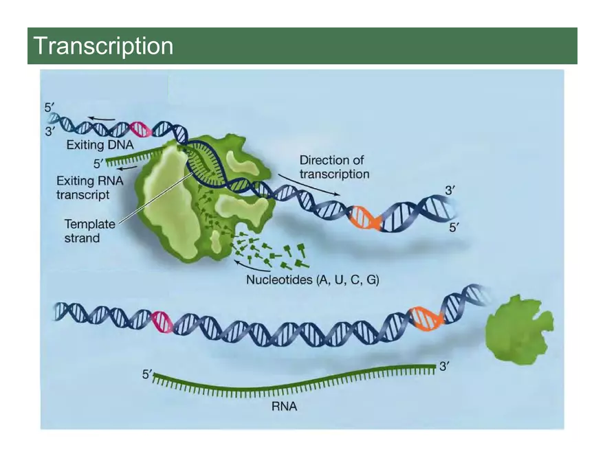 Nucleotide and Nucleic Acid Structure Lecture Note - Transcription - Page 18