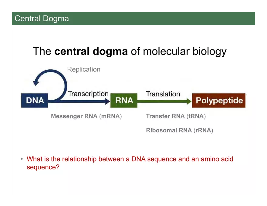 Nucleotide and Nucleic Acid Structure Lecture Note - Transcription - Page 2