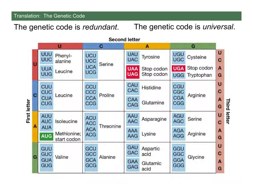 Nucleotide and Nucleic Acid Structure Lecture Note - Transcription - Page 4