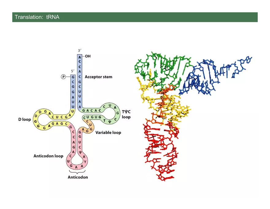 Nucleotide and Nucleic Acid Structure Lecture Note - Transcription - Page 6