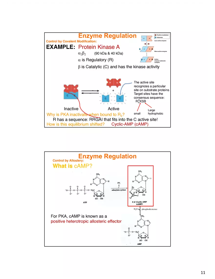 Enzyme Mechanisms Lecture Note - Page 3