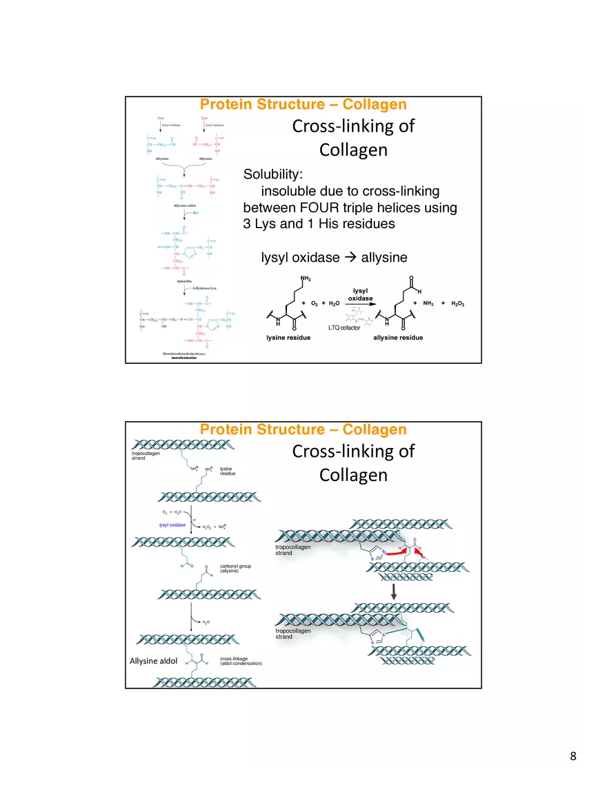 Protein Structure - Collagen - Page 8