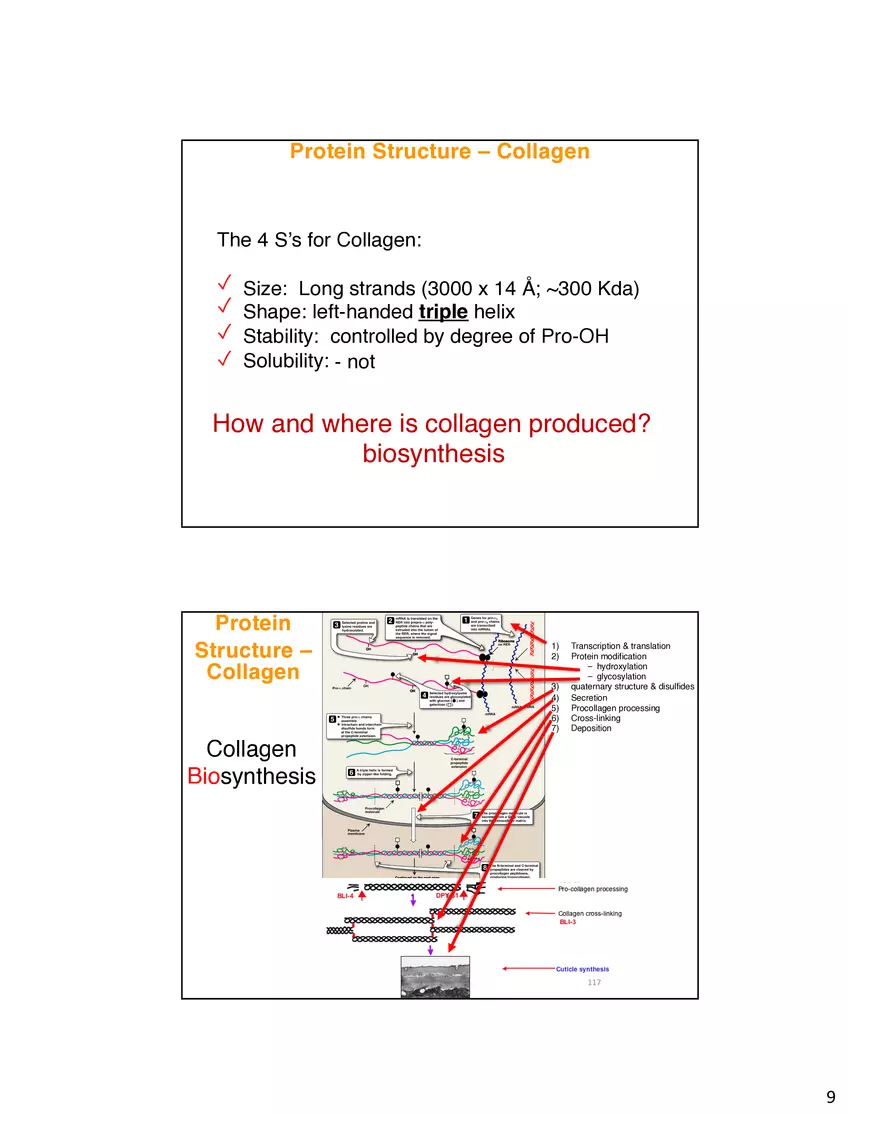 Protein Structure - Collagen - Page 9