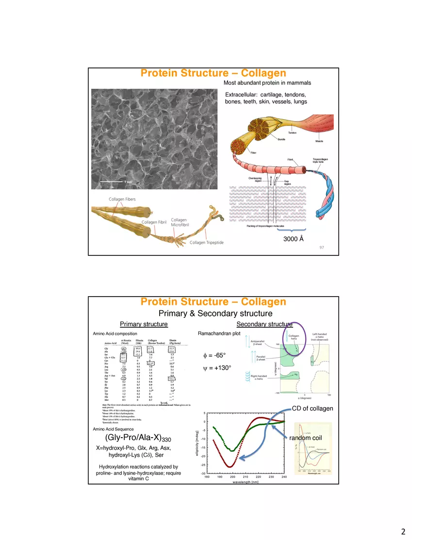 Protein Structure - Collagen - Page 2