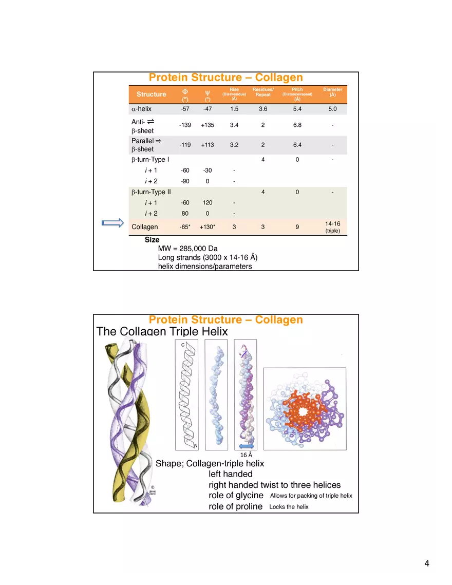 Protein Structure - Collagen - Page 4