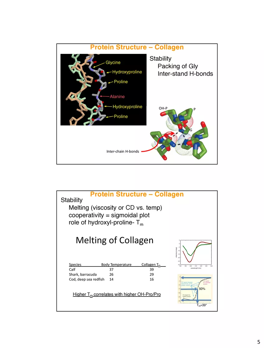 Protein Structure - Collagen - Page 5
