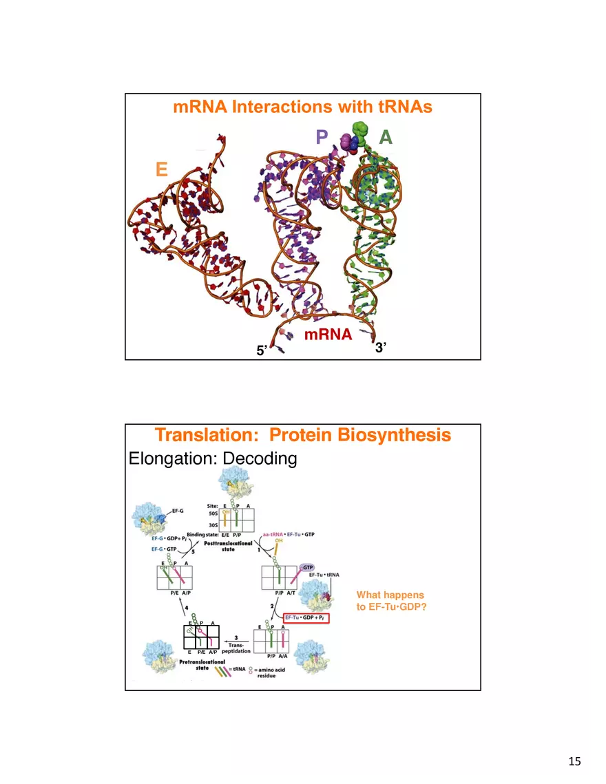 Nucleic Acids Translation tRNA and Protein Biosynthesis - Page 7