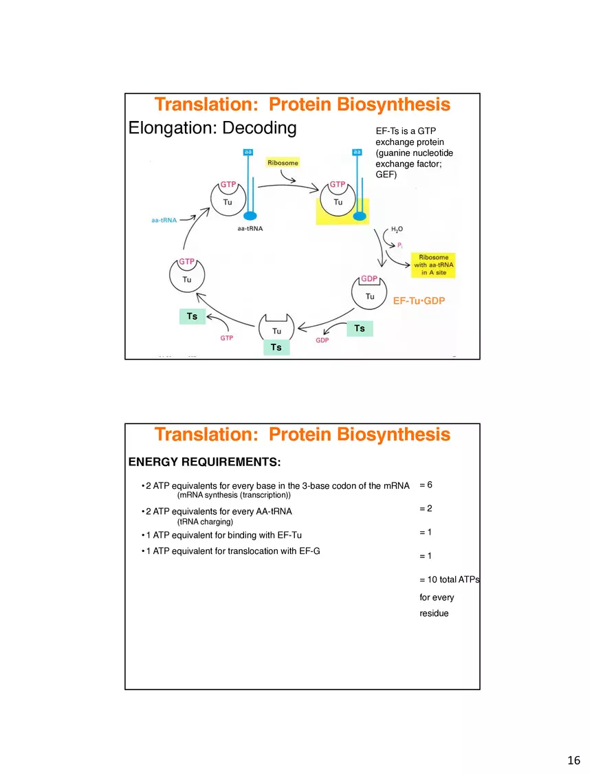 Nucleic Acids Translation tRNA and Protein Biosynthesis - Page 8