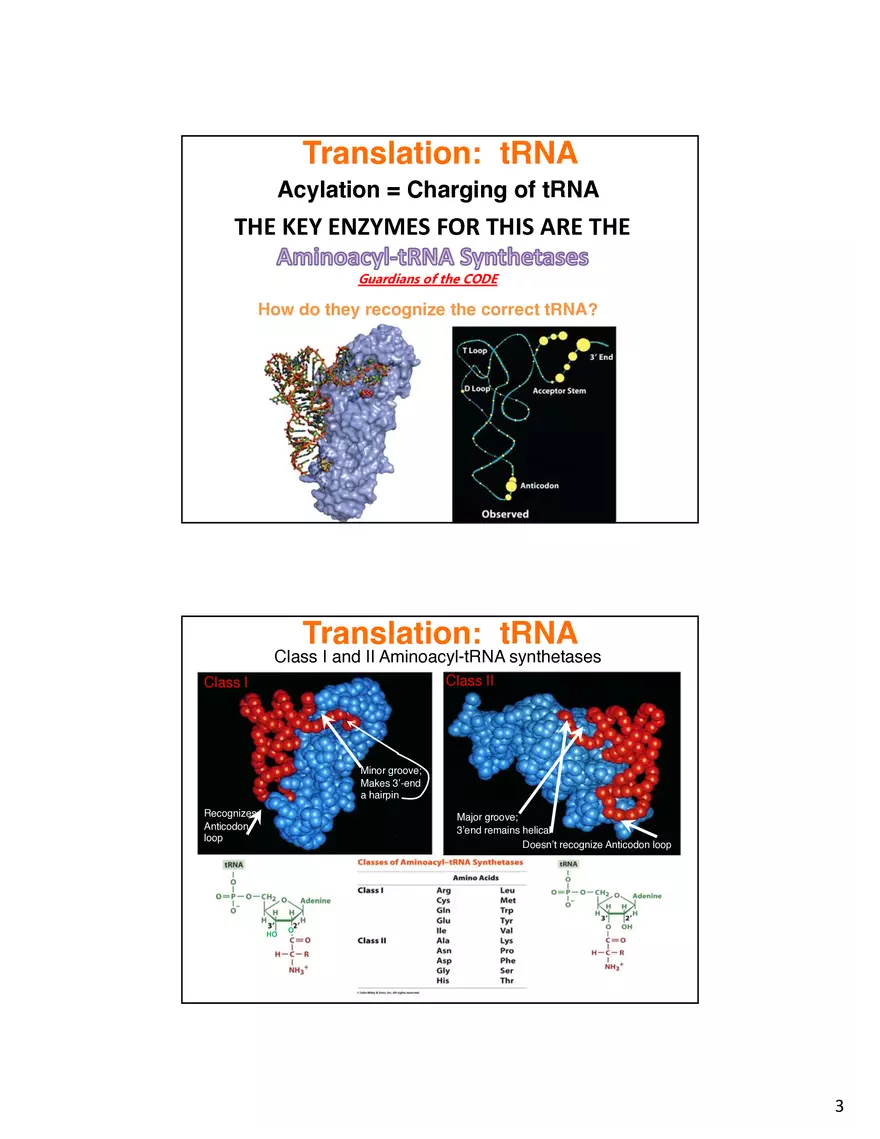 Nucleic Acids Translation tRNA and Protein Biosynthesis - Page 10