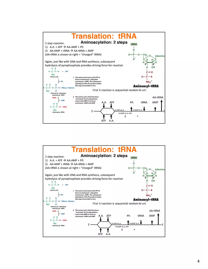 Nucleic Acids Translation tRNA and Protein Biosynthesis - Page 11