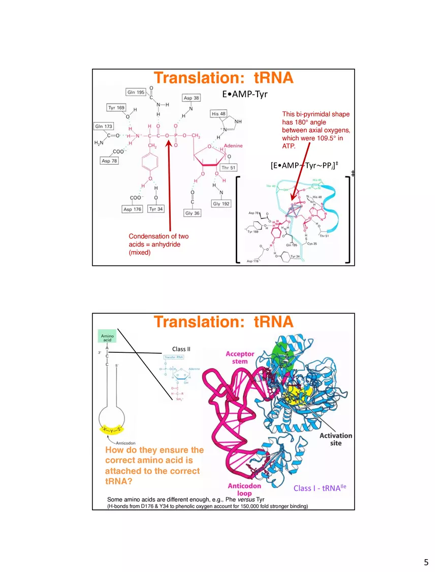 Nucleic Acids Translation tRNA and Protein Biosynthesis - Page 12