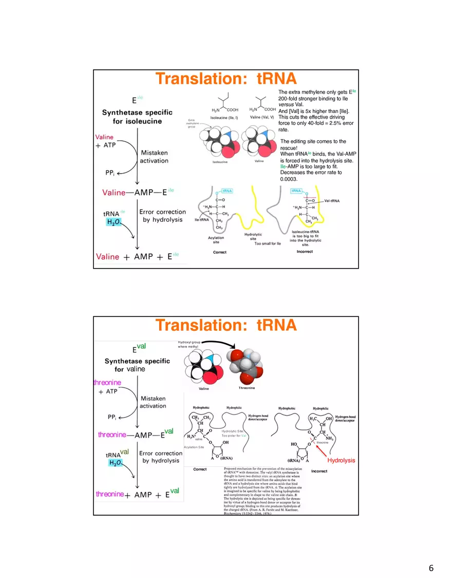 Nucleic Acids Translation tRNA and Protein Biosynthesis - Page 13
