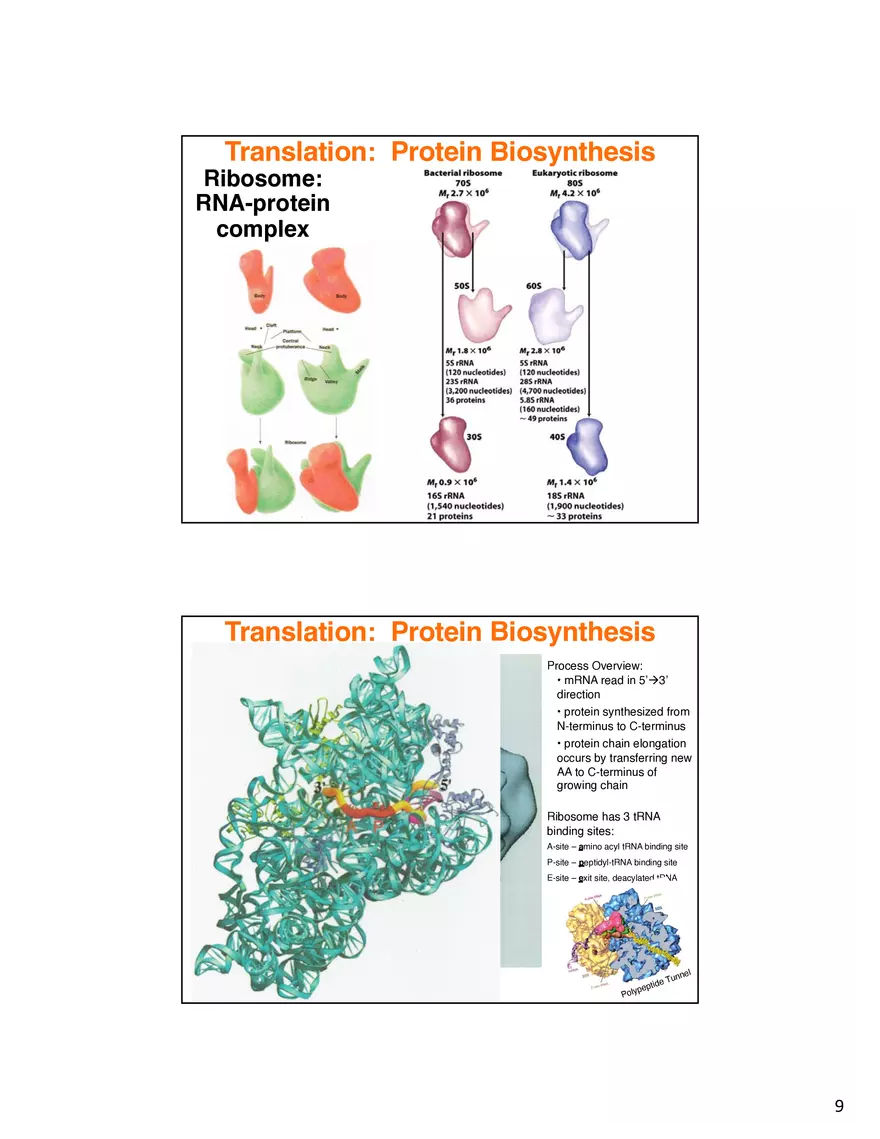 Nucleic Acids Translation tRNA and Protein Biosynthesis - Page 16