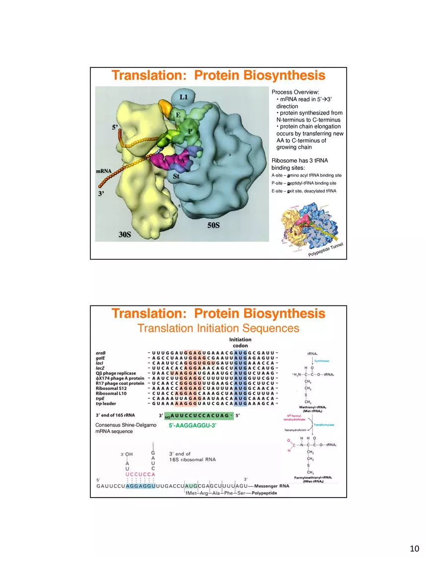 Nucleic Acids Translation tRNA and Protein Biosynthesis - Page 17