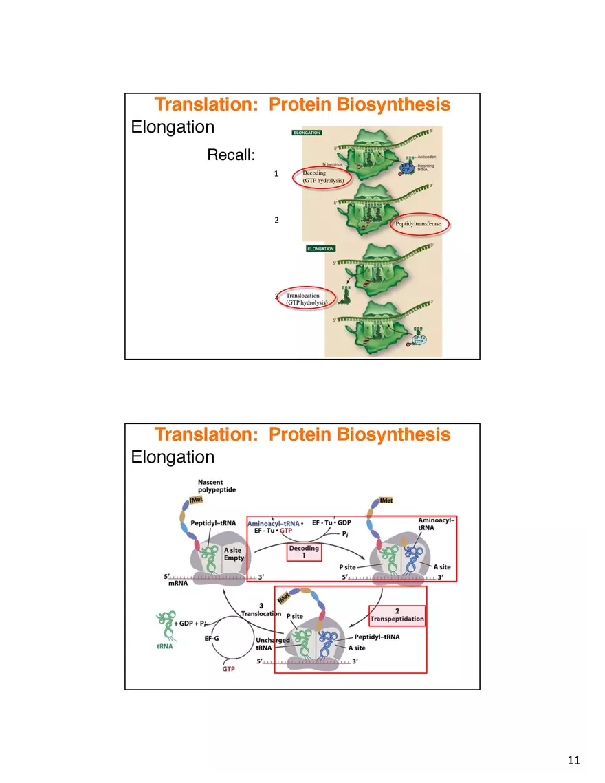 Nucleic Acids Translation tRNA and Protein Biosynthesis - Page 3