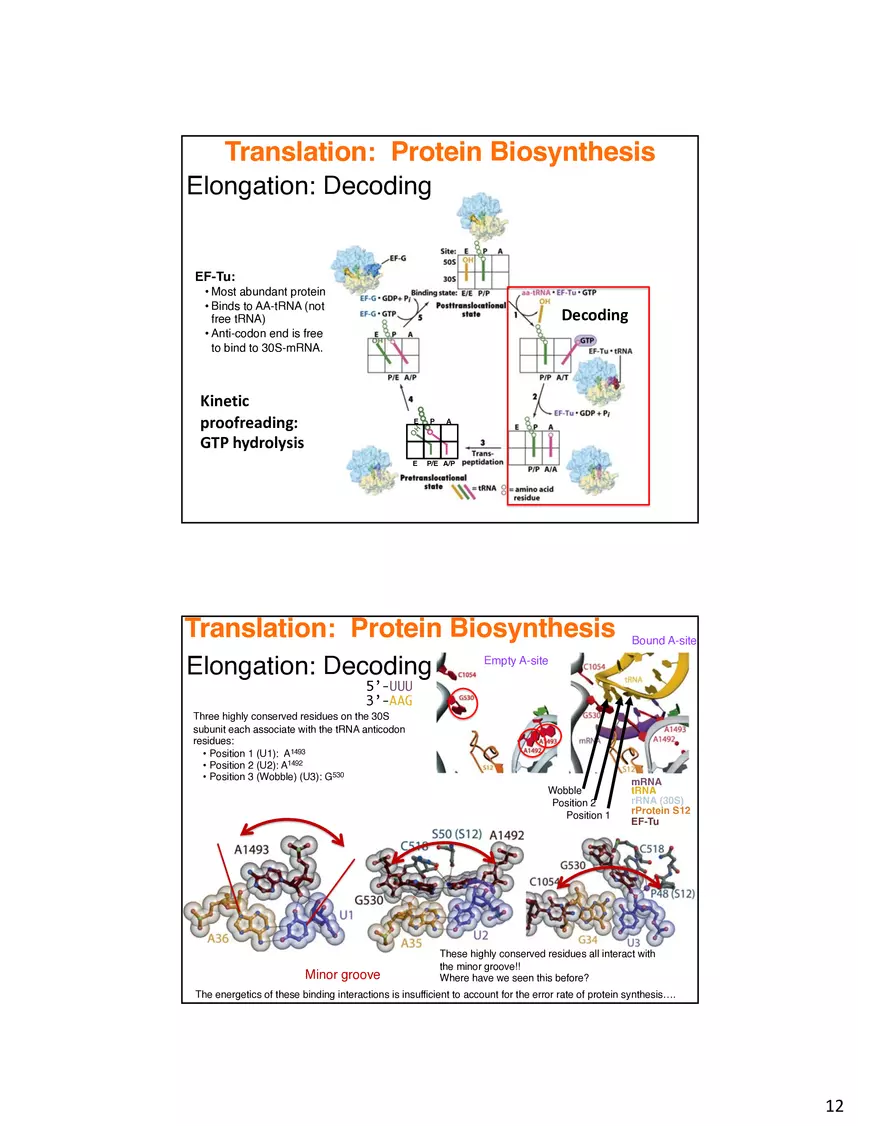 Nucleic Acids Translation tRNA and Protein Biosynthesis - Page 4