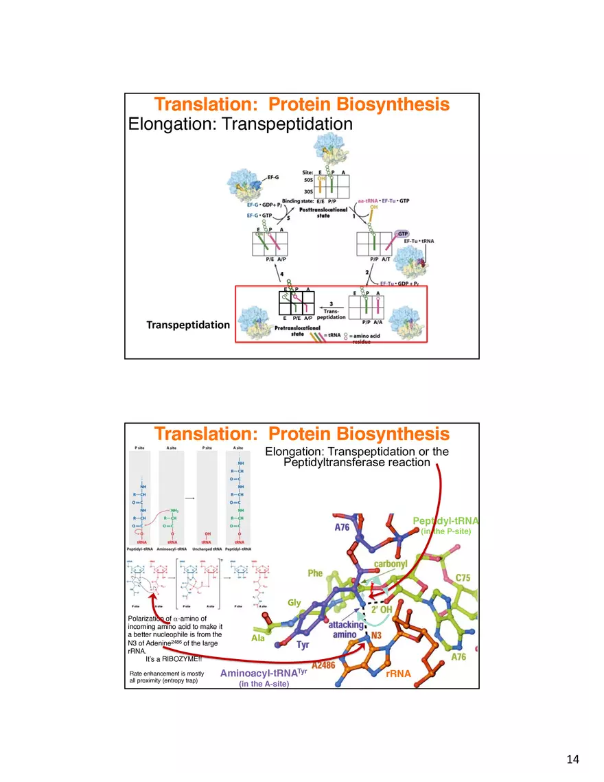 Nucleic Acids Translation tRNA and Protein Biosynthesis - Page 6