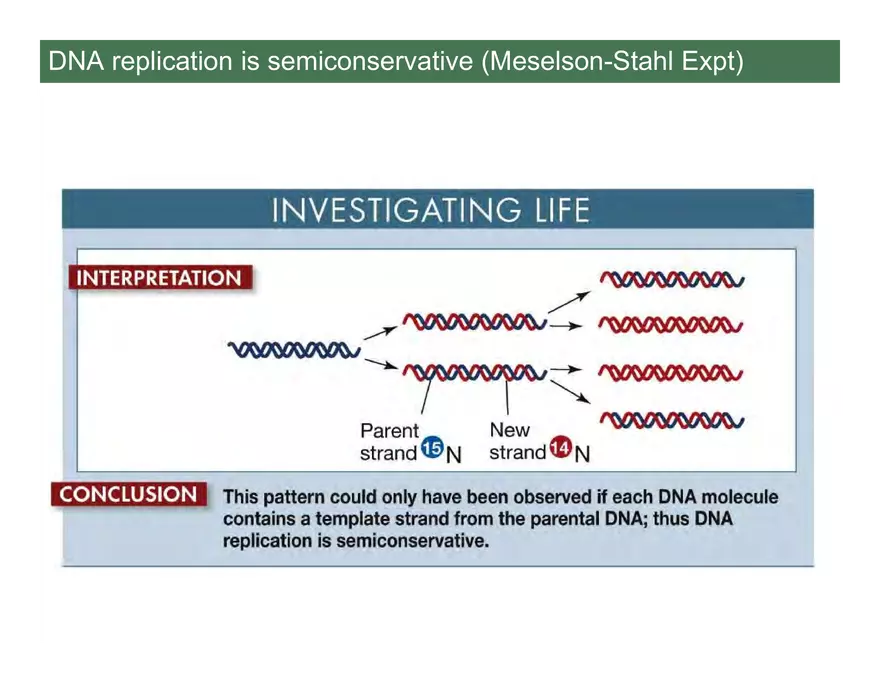 Nucleotide and Nucleic Acid Structure Lecture Note - Page 8