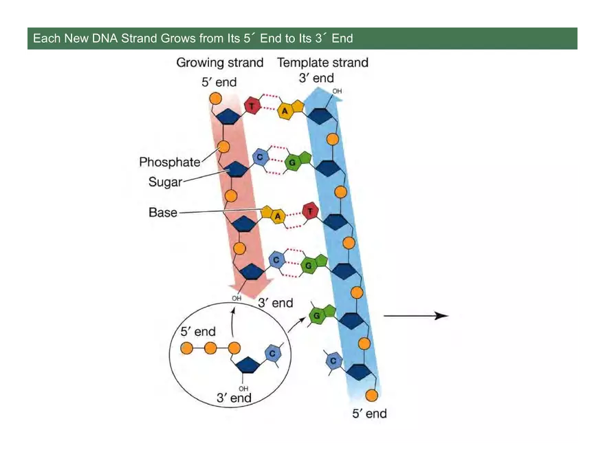Nucleotide and Nucleic Acid Structure Lecture Note - Page 10