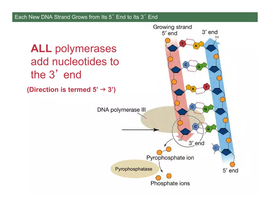 Nucleotide and Nucleic Acid Structure Lecture Note - Page 11