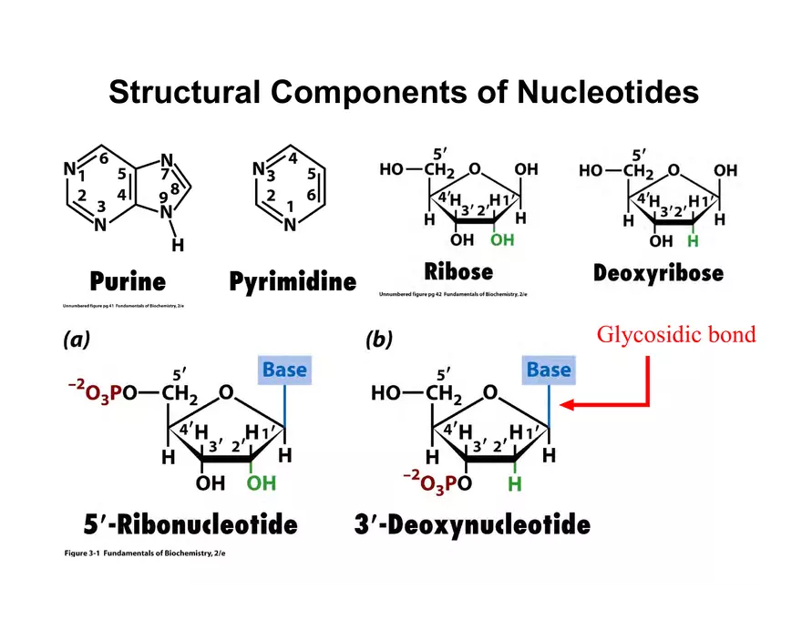 Nucleotide and Nucleic Acid Structure Lecture Note - Page 12