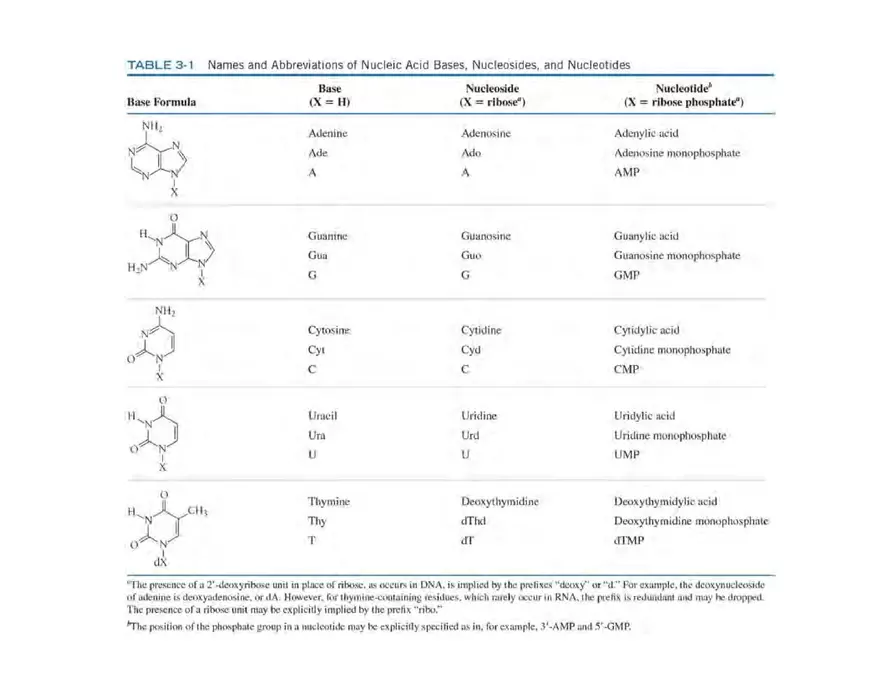 Nucleotide and Nucleic Acid Structure Lecture Note - Page 13