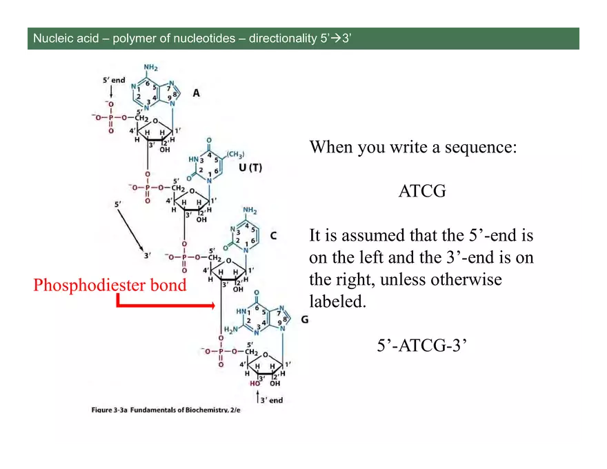 Nucleotide and Nucleic Acid Structure Lecture Note - Page 14