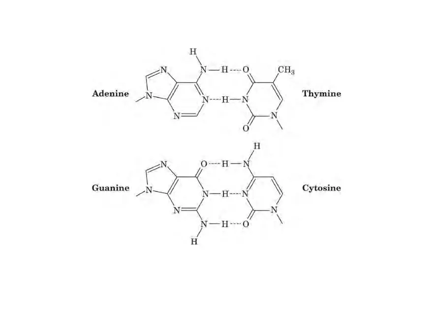 Nucleotide and Nucleic Acid Structure Lecture Note - Page 17