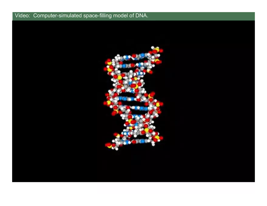 Nucleotide and Nucleic Acid Structure Lecture Note - Page 19