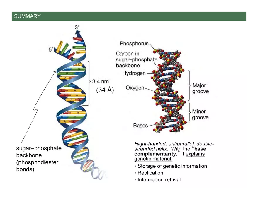 Nucleotide and Nucleic Acid Structure Lecture Note - Page 3