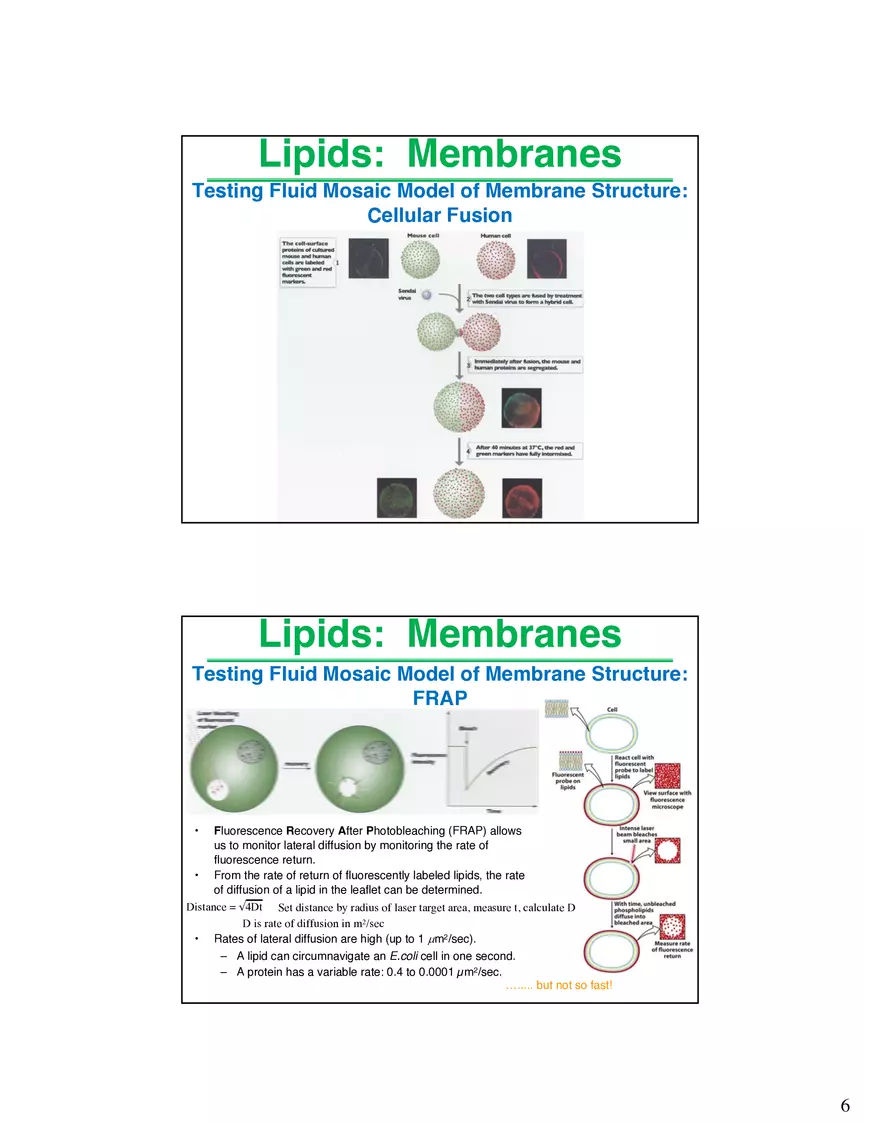 Lipids Membranes Lipids Classes - Page 13