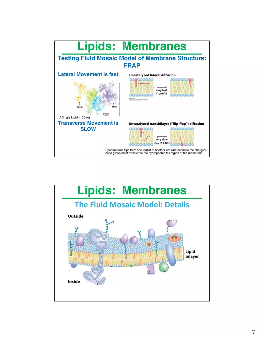 Lipids Membranes Lipids Classes - Page 14