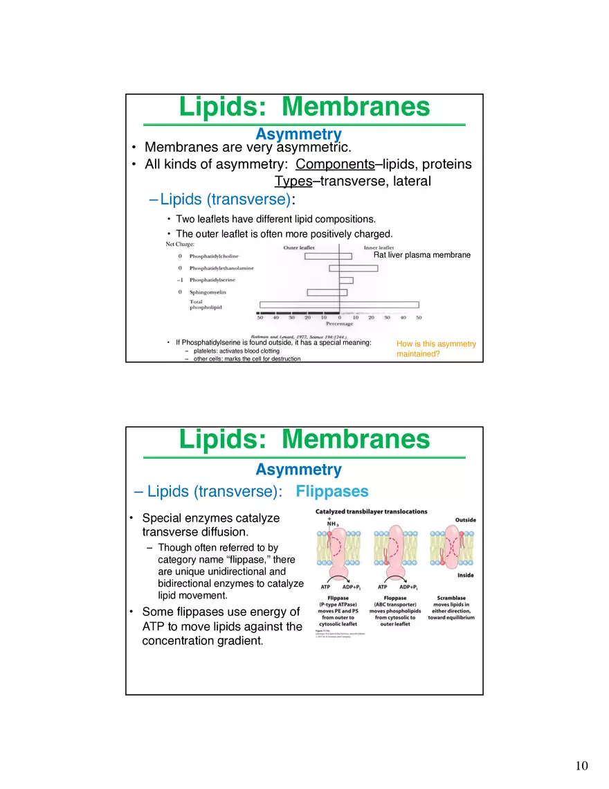 Lipids Membranes Lipids Classes - Page 17