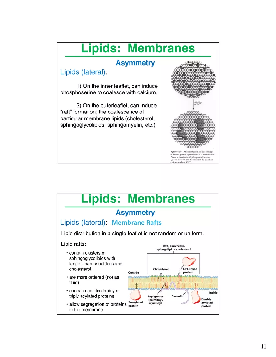 Lipids Membranes Lipids Classes - Page 3