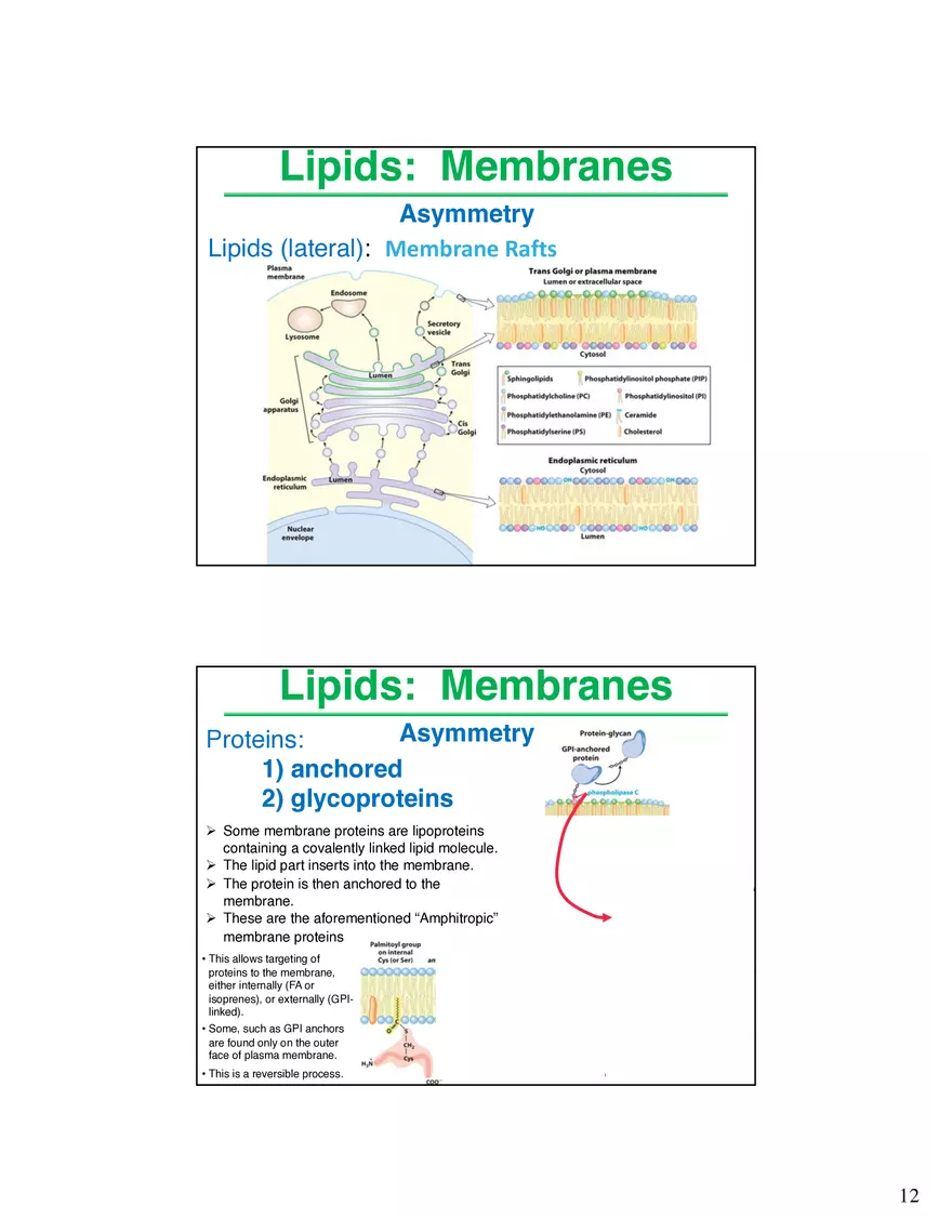 Lipids Membranes Lipids Classes - Page 4