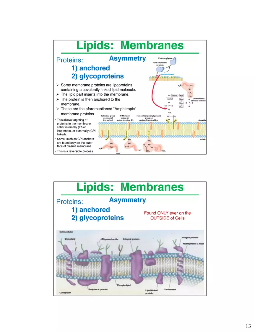 Lipids Membranes Lipids Classes - Page 5