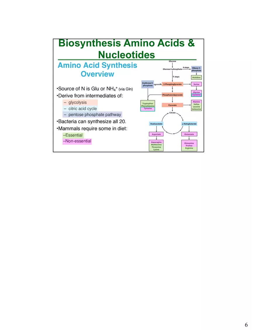 Anabolism III - Biosynthesis Amino Acids and Nucleotides - Page 7