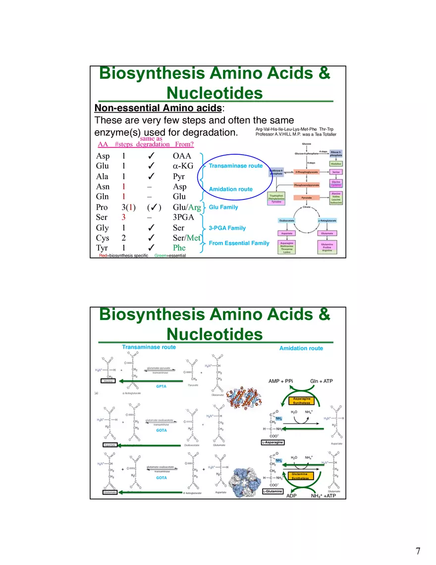 Anabolism III - Biosynthesis Amino Acids and Nucleotides - Page 8