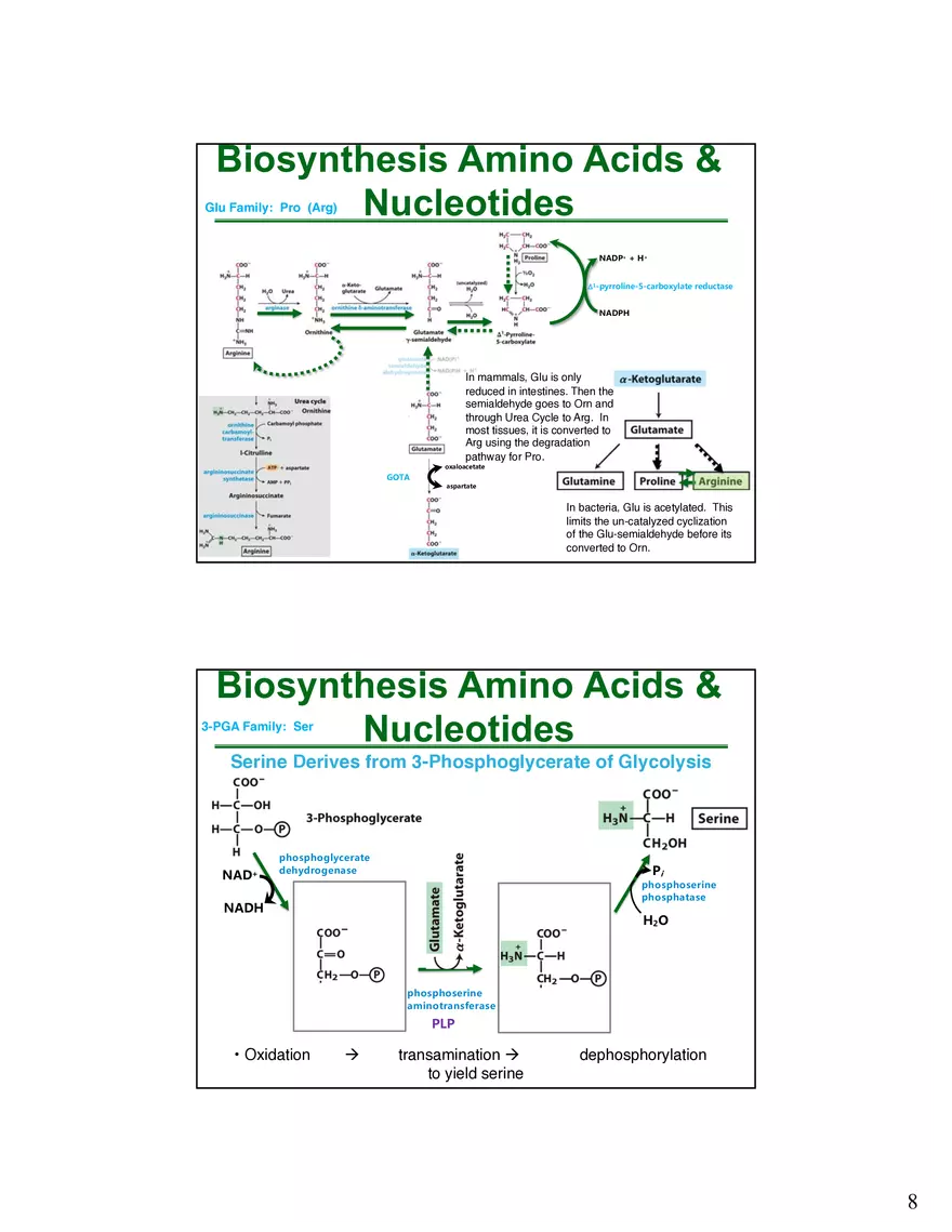 Anabolism III - Biosynthesis Amino Acids and Nucleotides - Page 9