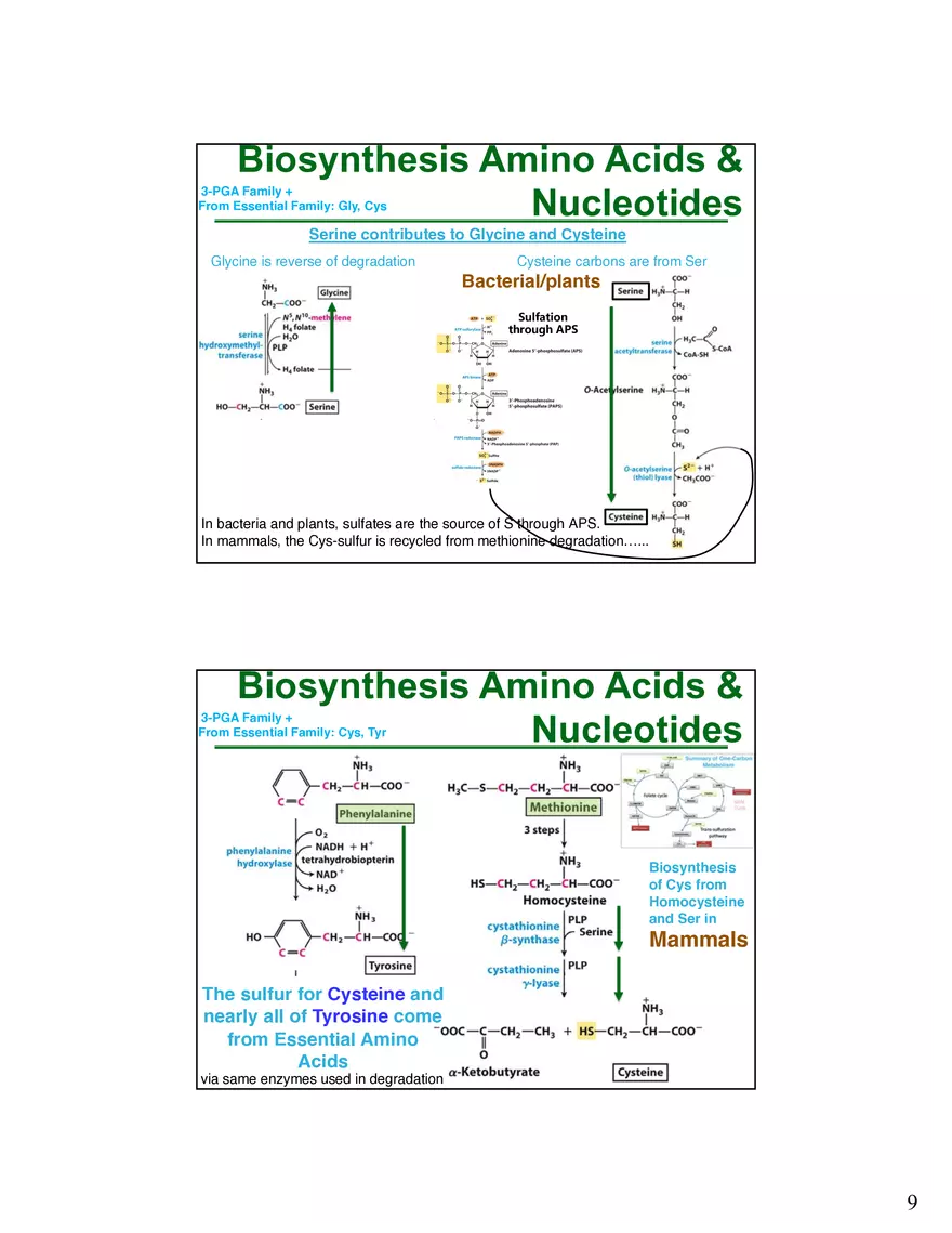 Anabolism III - Biosynthesis Amino Acids and Nucleotides - Page 10