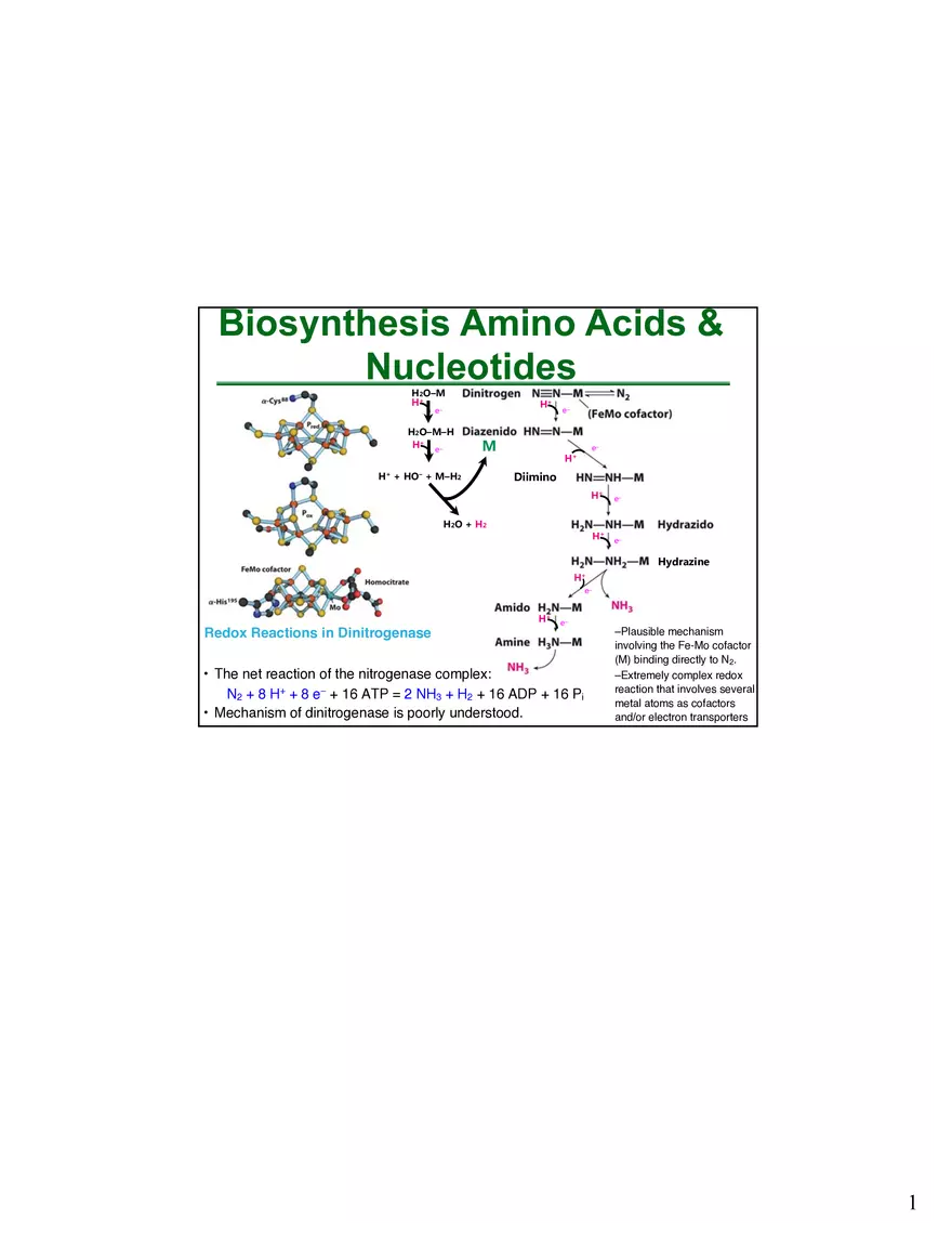 Anabolism III - Biosynthesis Amino Acids and Nucleotides - Page 1