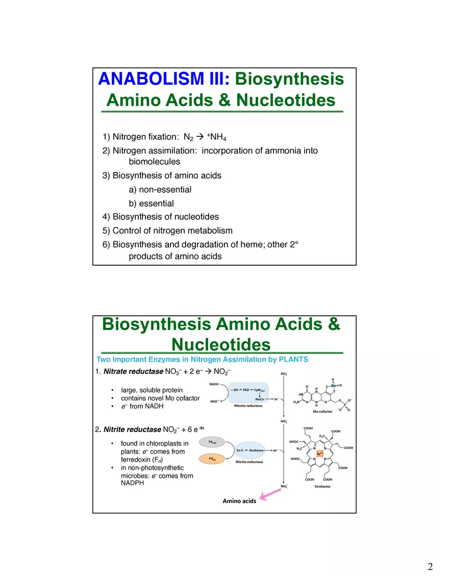 Anabolism III - Biosynthesis Amino Acids and Nucleotides - Page 2