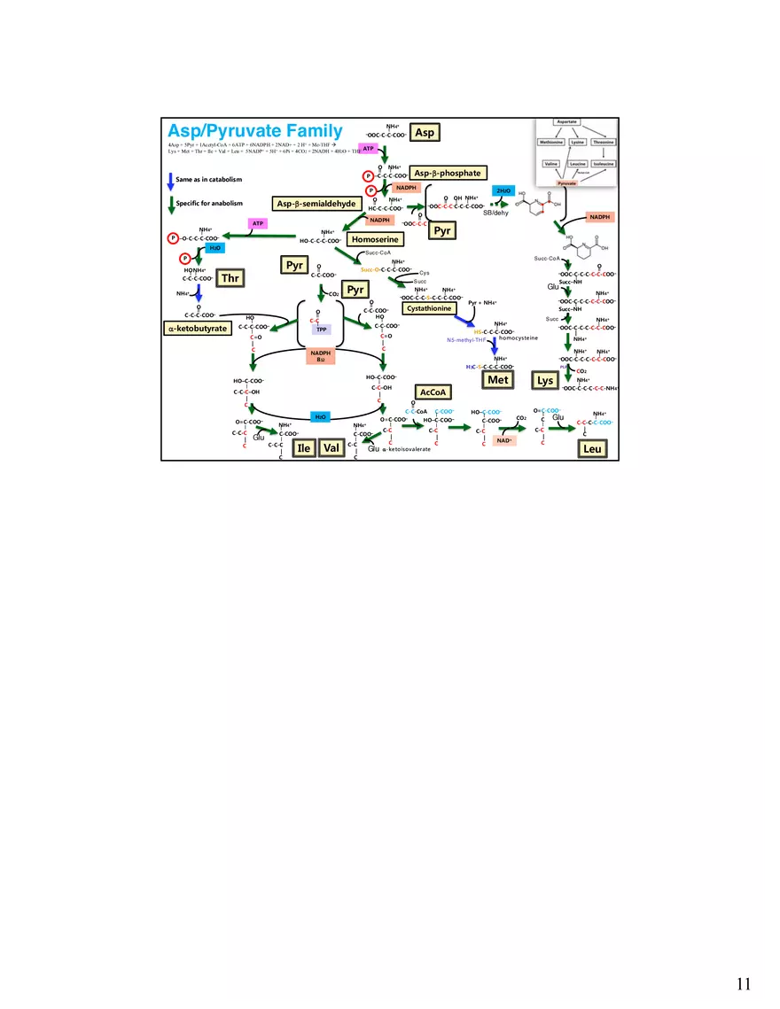 Anabolism III - Biosynthesis Amino Acids and Nucleotides - Page 3